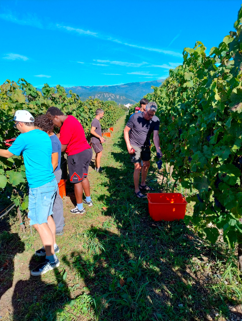 Un momento della vendemmia